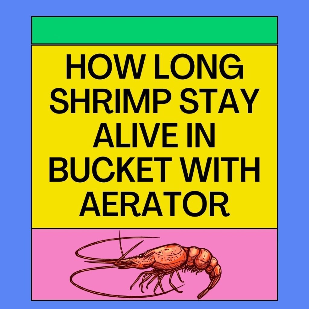How Long Will Shrimp Alive in a Bucket With Aerator?