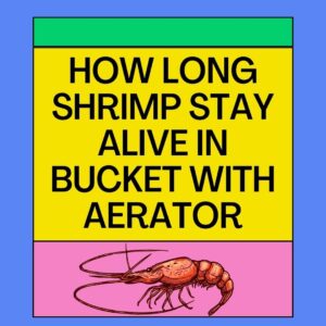 How Long Will Shrimp Alive in a Bucket With Aerator?