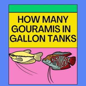 How Many Gouramis In Different Gallon Tanks? - Answered!