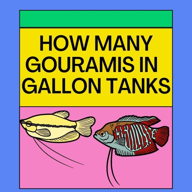 How Many Gouramis In Different Gallon Tanks? – Answered!