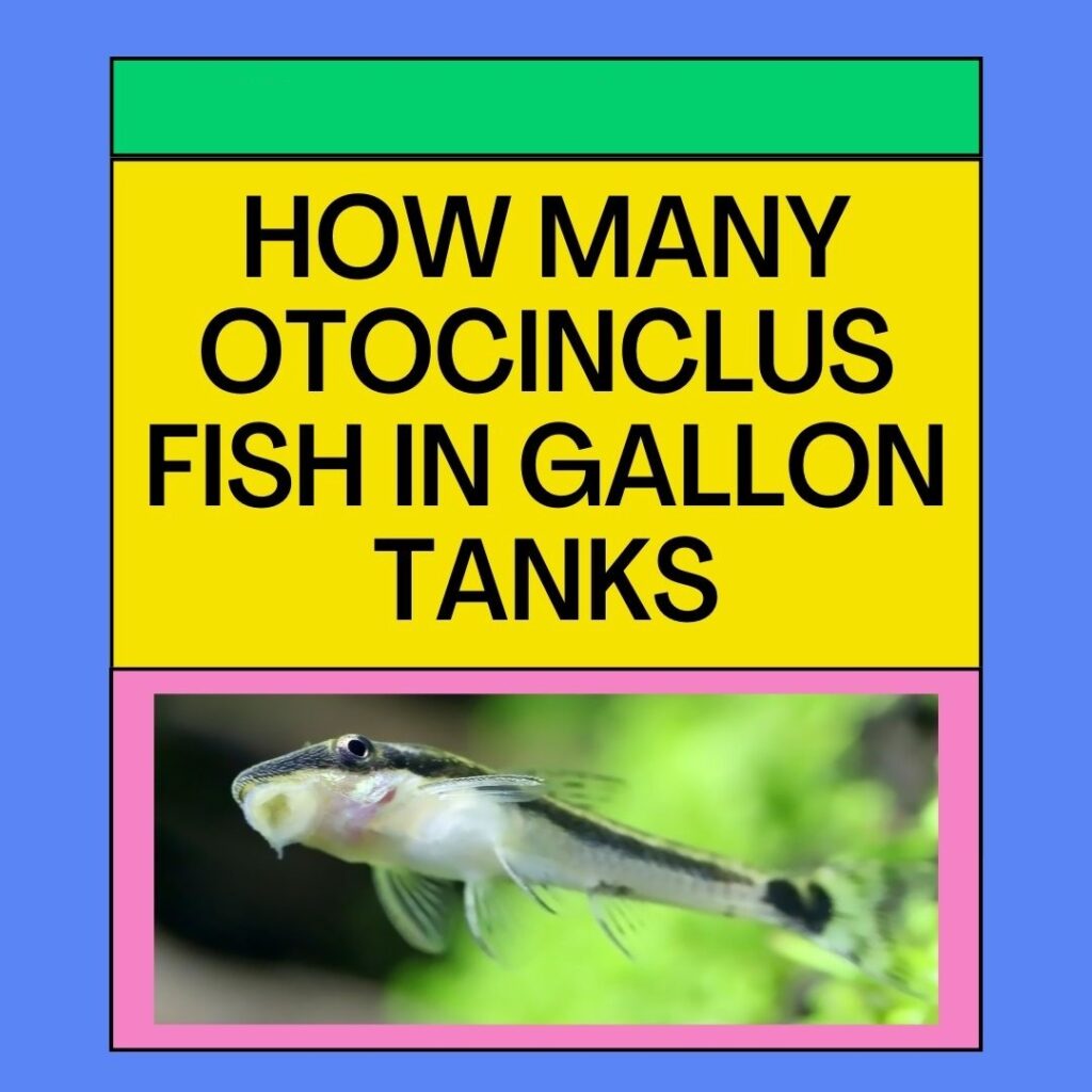 How Many Otocinclus In Different Gallon Tanks - Answered!