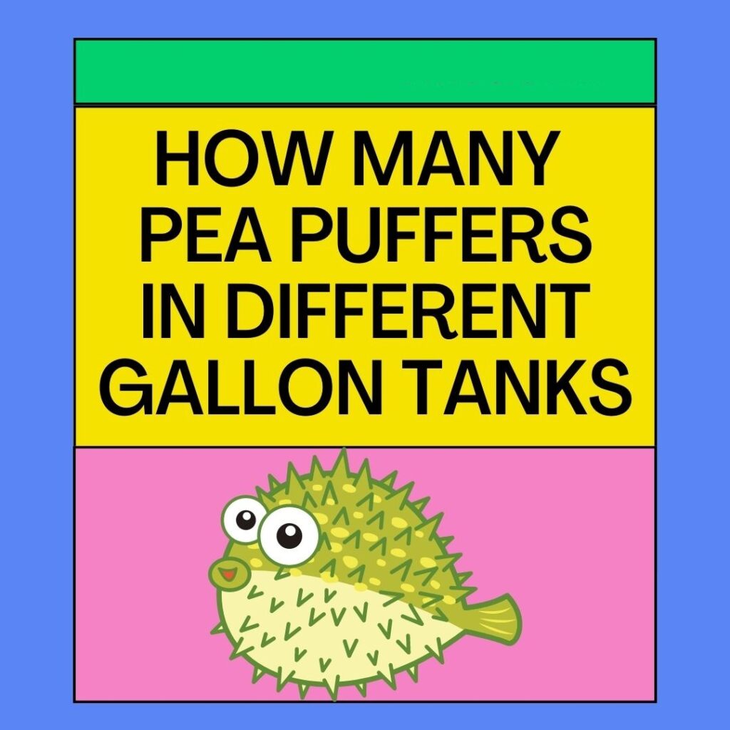 How Many Pea Puffers In Different Gallon Tanks