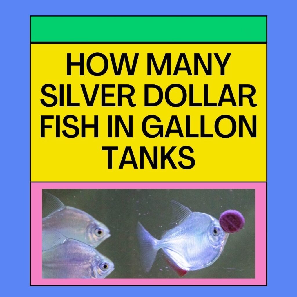 Silver Dollar Fish In Different Gallon Tanks