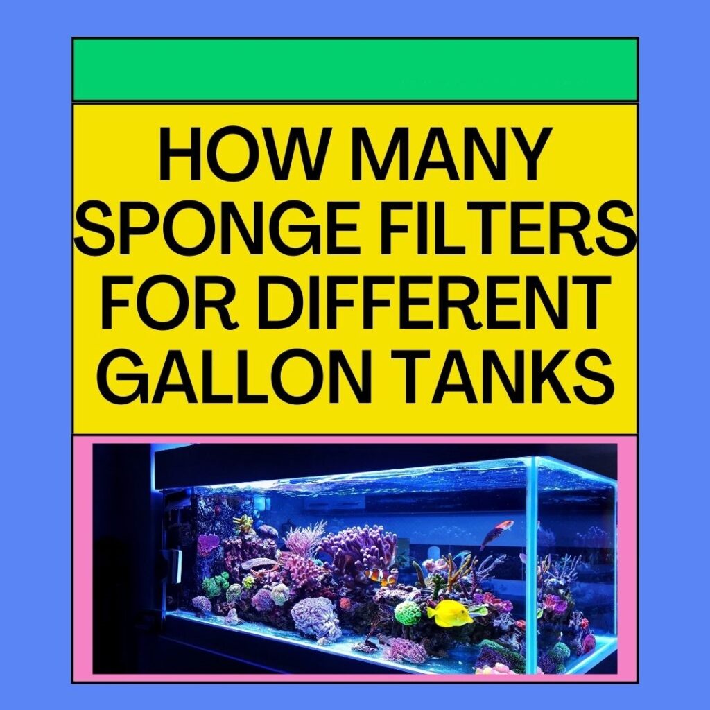 Sponge Filters For Different Gallon Tanks