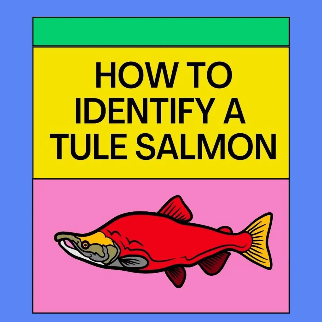 How to Identify a Tule Salmon