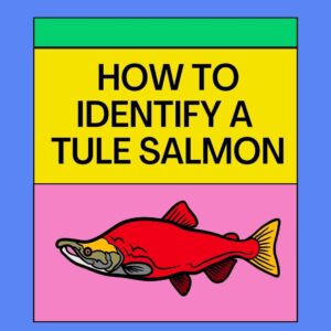 How to Identify a Tule Salmon