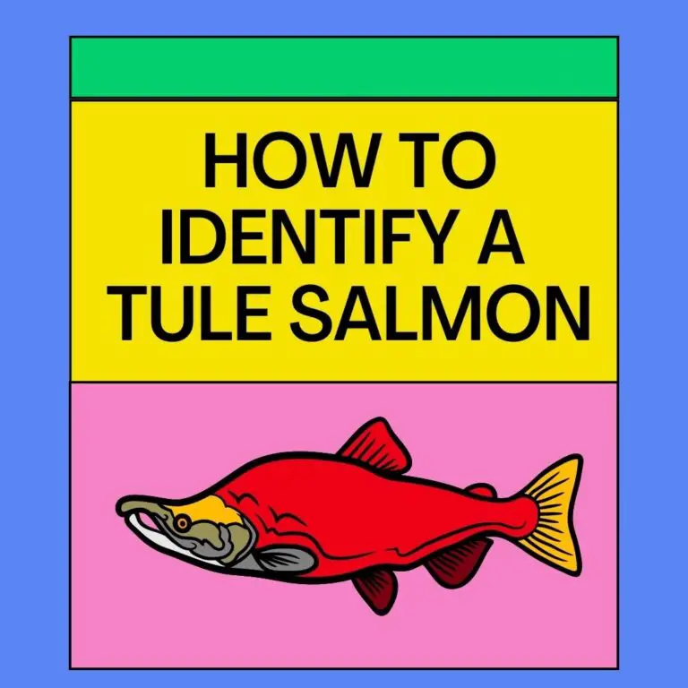 7 Ways How to Identify a Tule Salmon