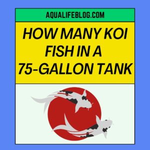 Koi Fish Should Be In A 75 Gallon Tank