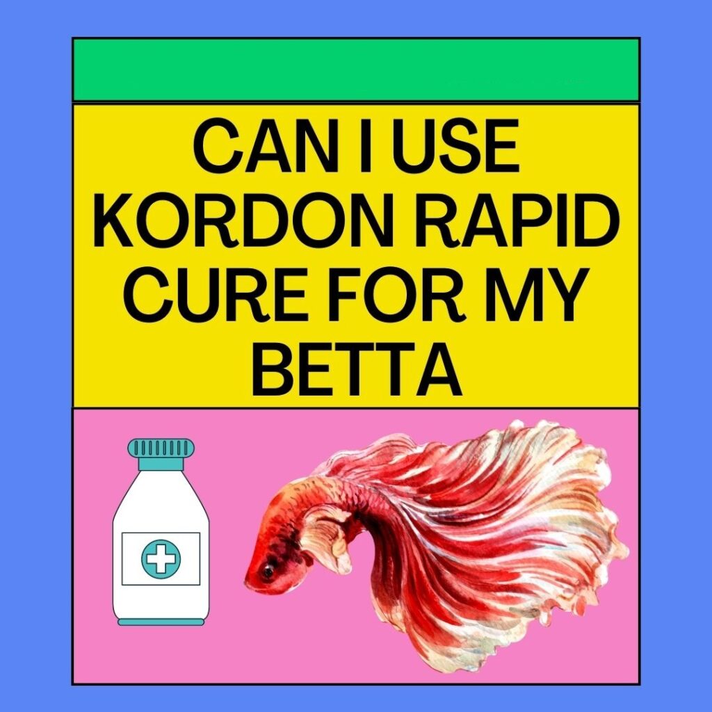 Kordon Rapid Cure for My Betta