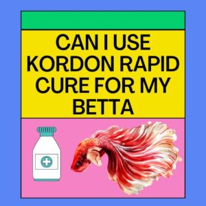 Kordon Rapid Cure for My Betta