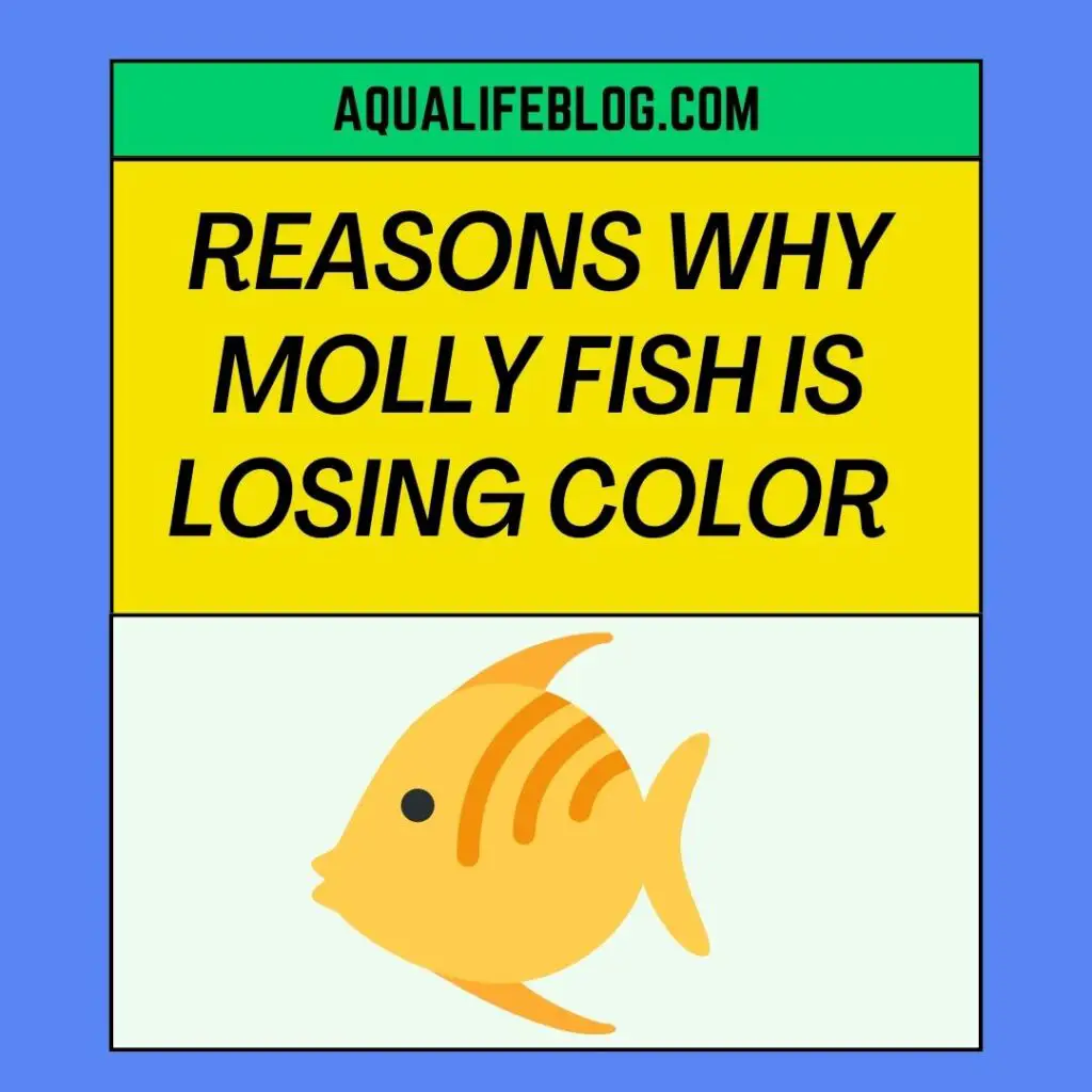 Why Your Molly Fish Is Losing Color