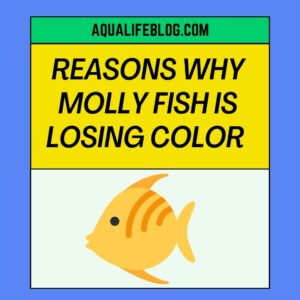 Why Your Molly Fish Is Losing Color
