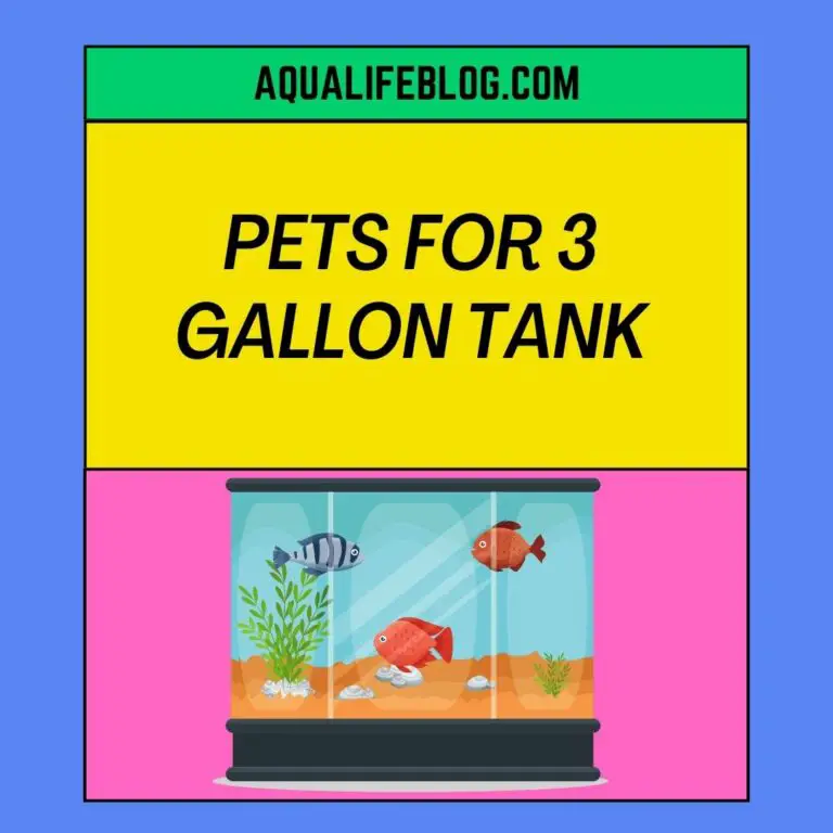 Pets For 3 Gallon Tank: Which animals could live in a 3 gallon tank?