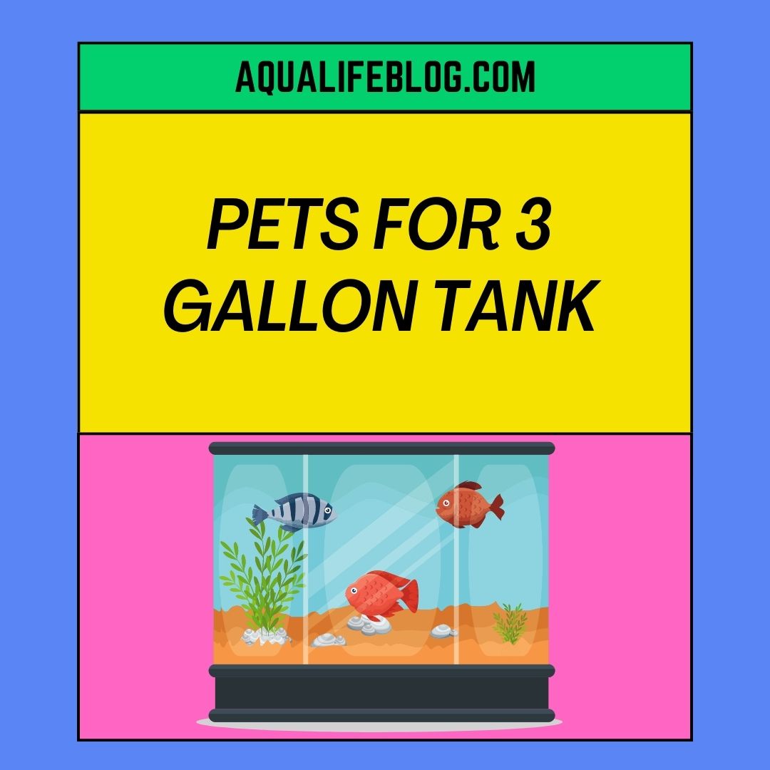 Pets For 3 Gallon Tank