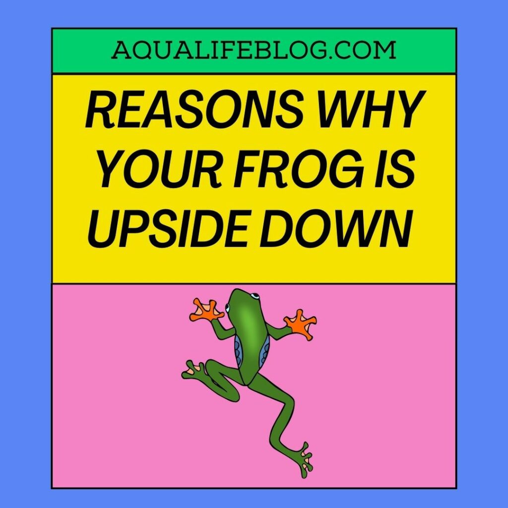 5 Reasons Why Your Frog Is Upside Down - Aqualife