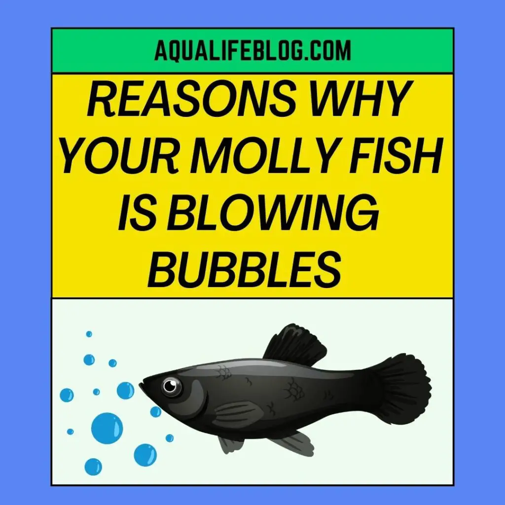 Why Your Molly Fish Is Blowing Bubbles