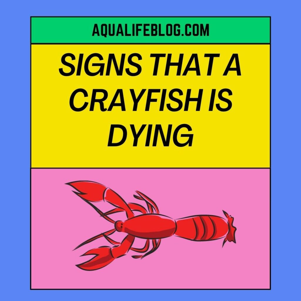 Signs That A Crayfish Is Dying