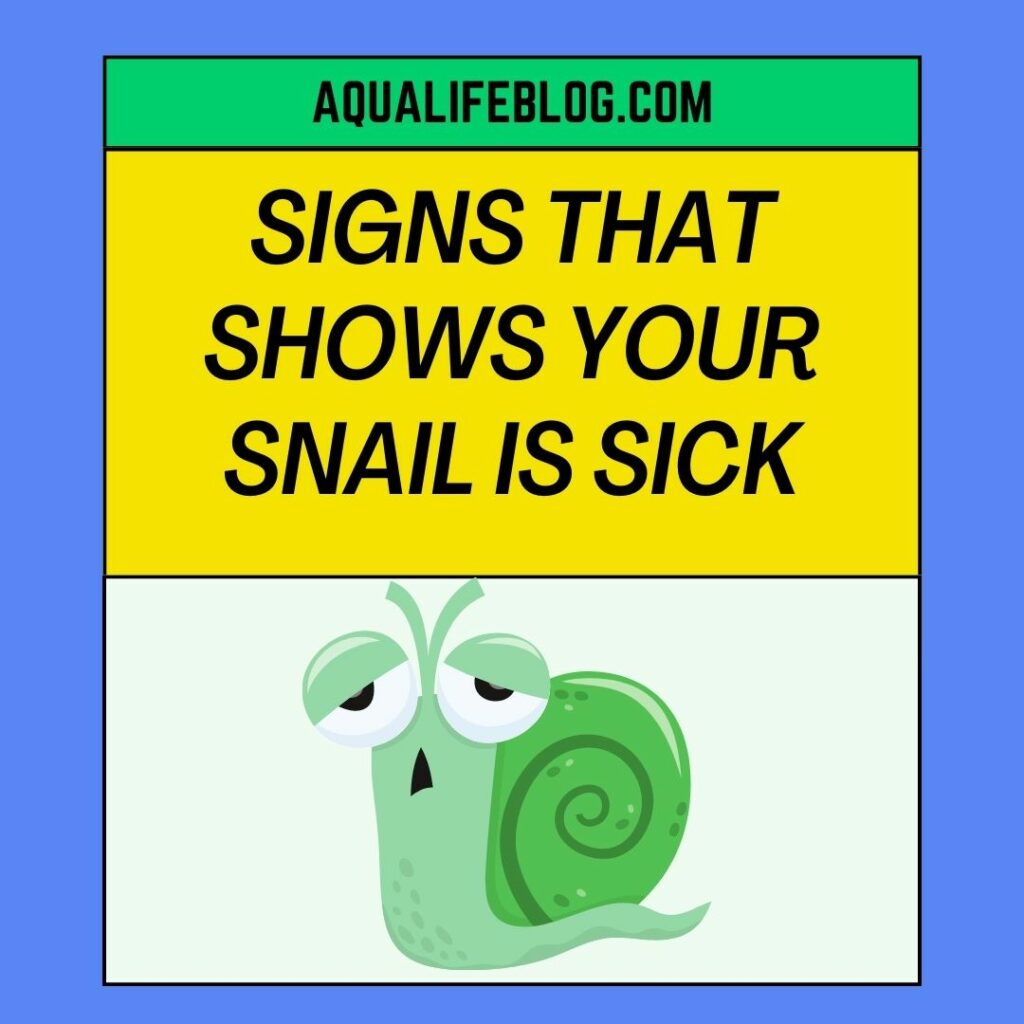 Signs That Shows Your Snail Is Sick