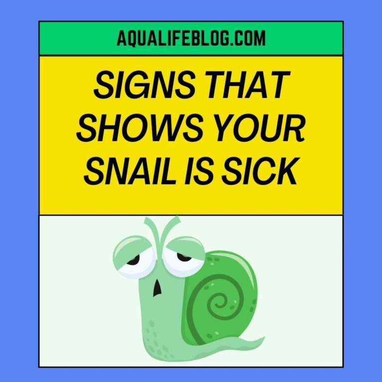 3 Simple Signs That Shows Your Snail Is Sick