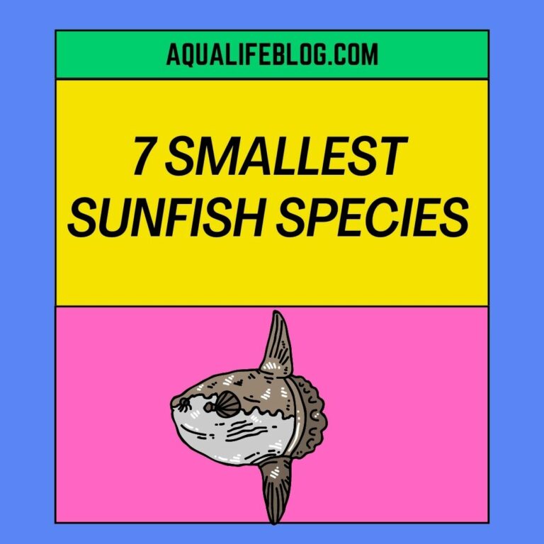 Smallest Sunfish: 7 Smallest Sunfish Species