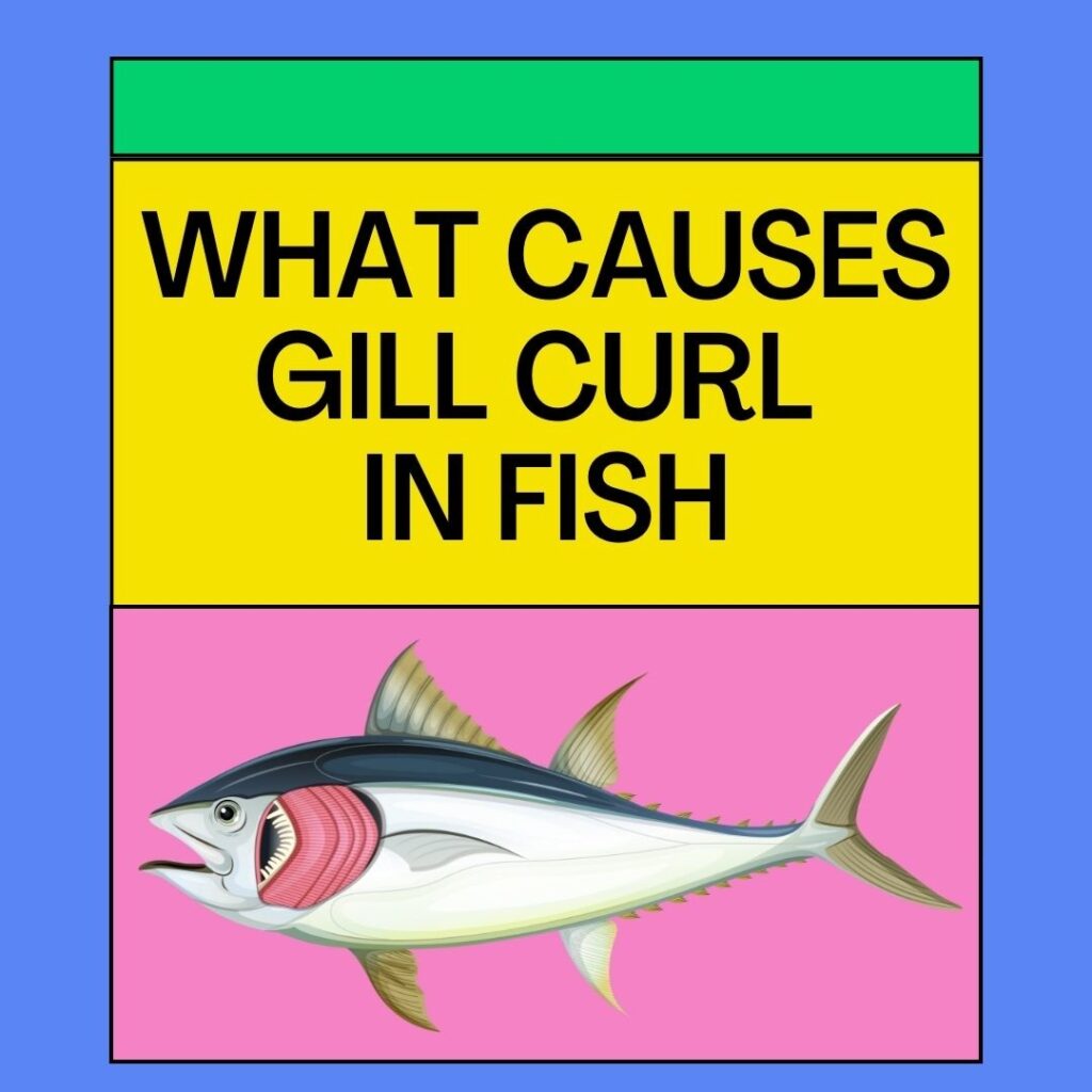 What Causes Gill Curl