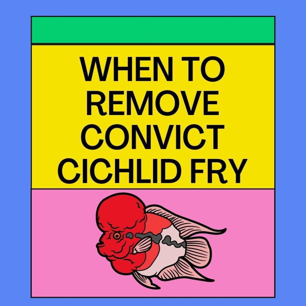 When To Remove Convict Cichlid Fry