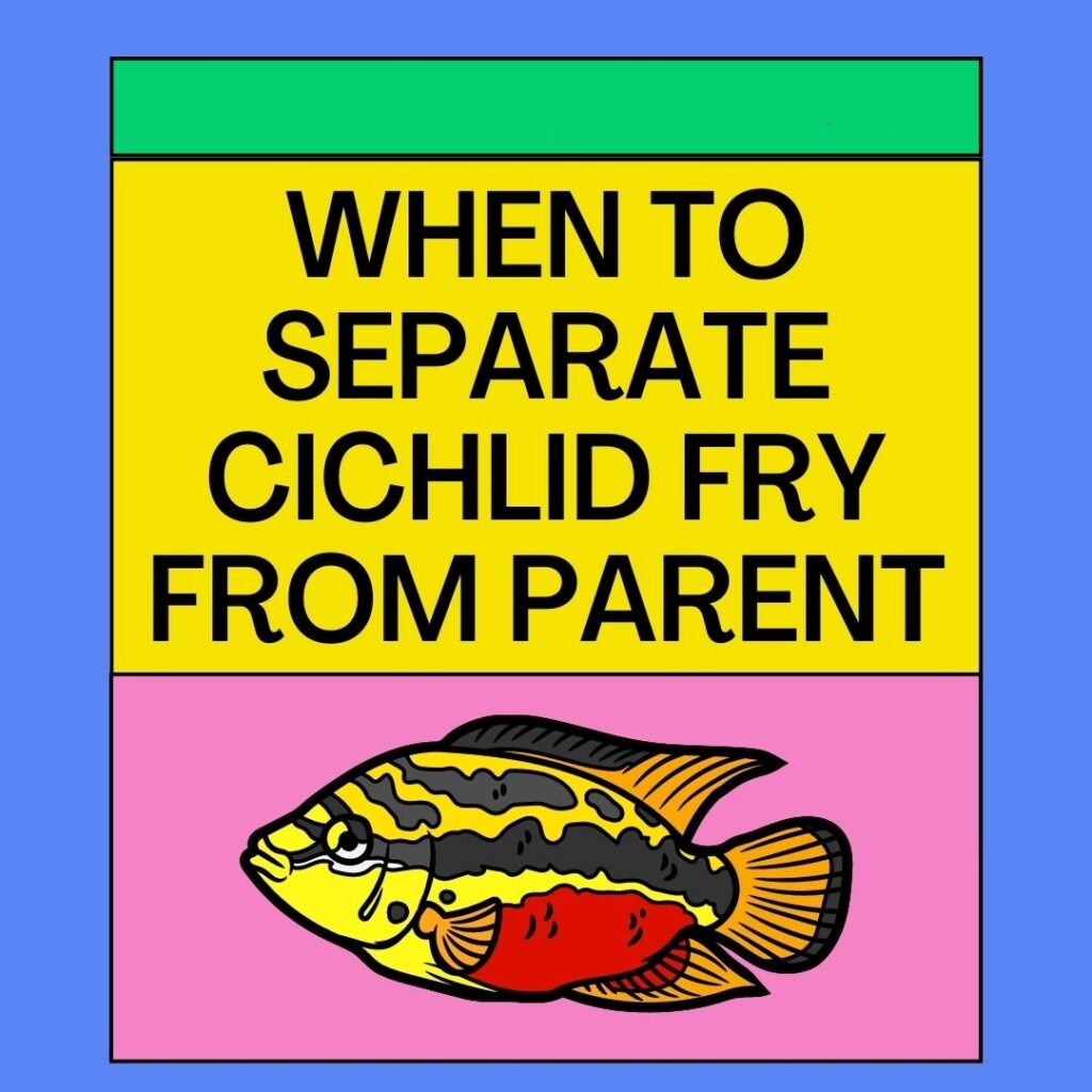 When To Separate Cichlid Fry From Parents - 5 Insightful Answers!