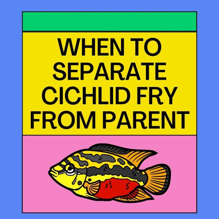 When To Separate Cichlid Fry From Parents – 5 Insightful Answers!