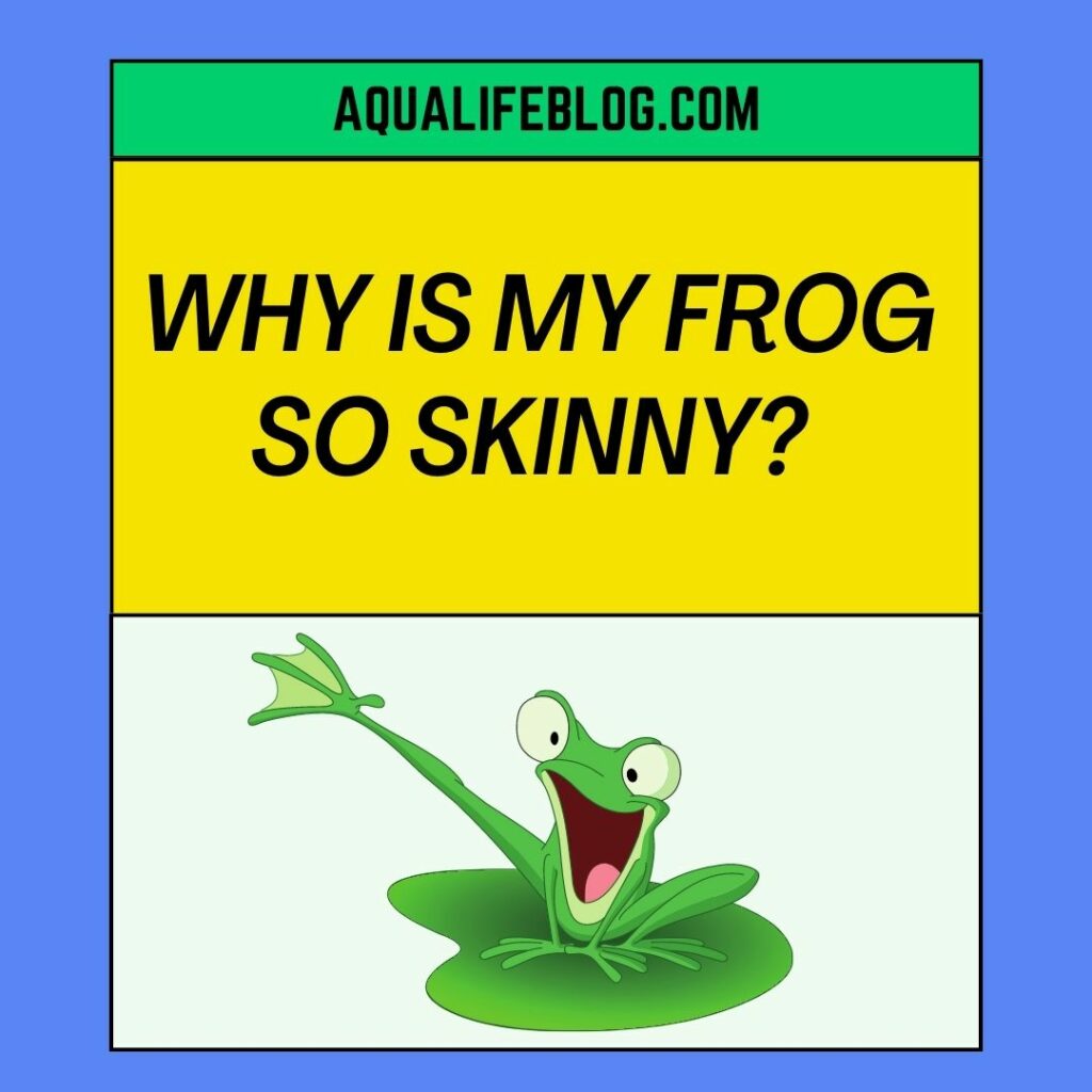 Why Is My Frog So Skinny