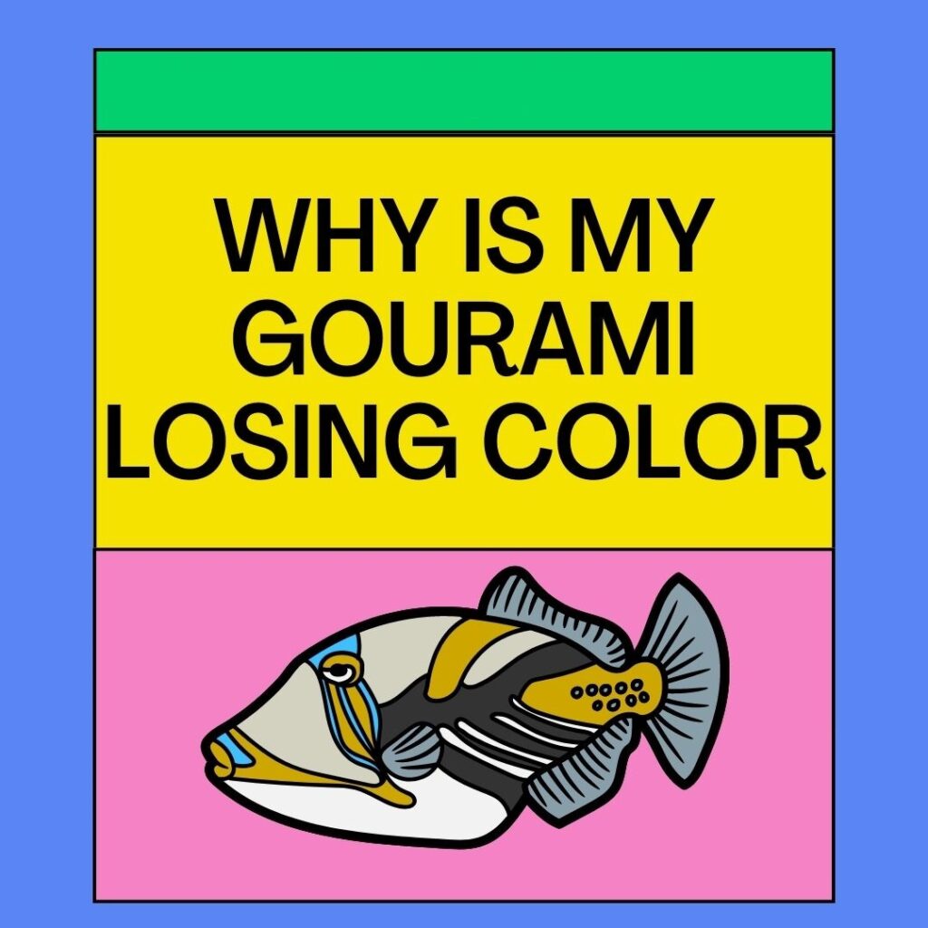 Why is My Gourami Losing Color