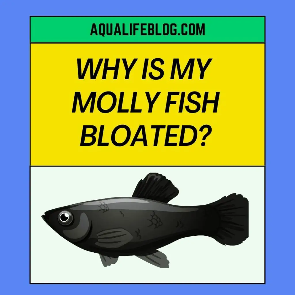 Why Is My Molly Fish Bloated