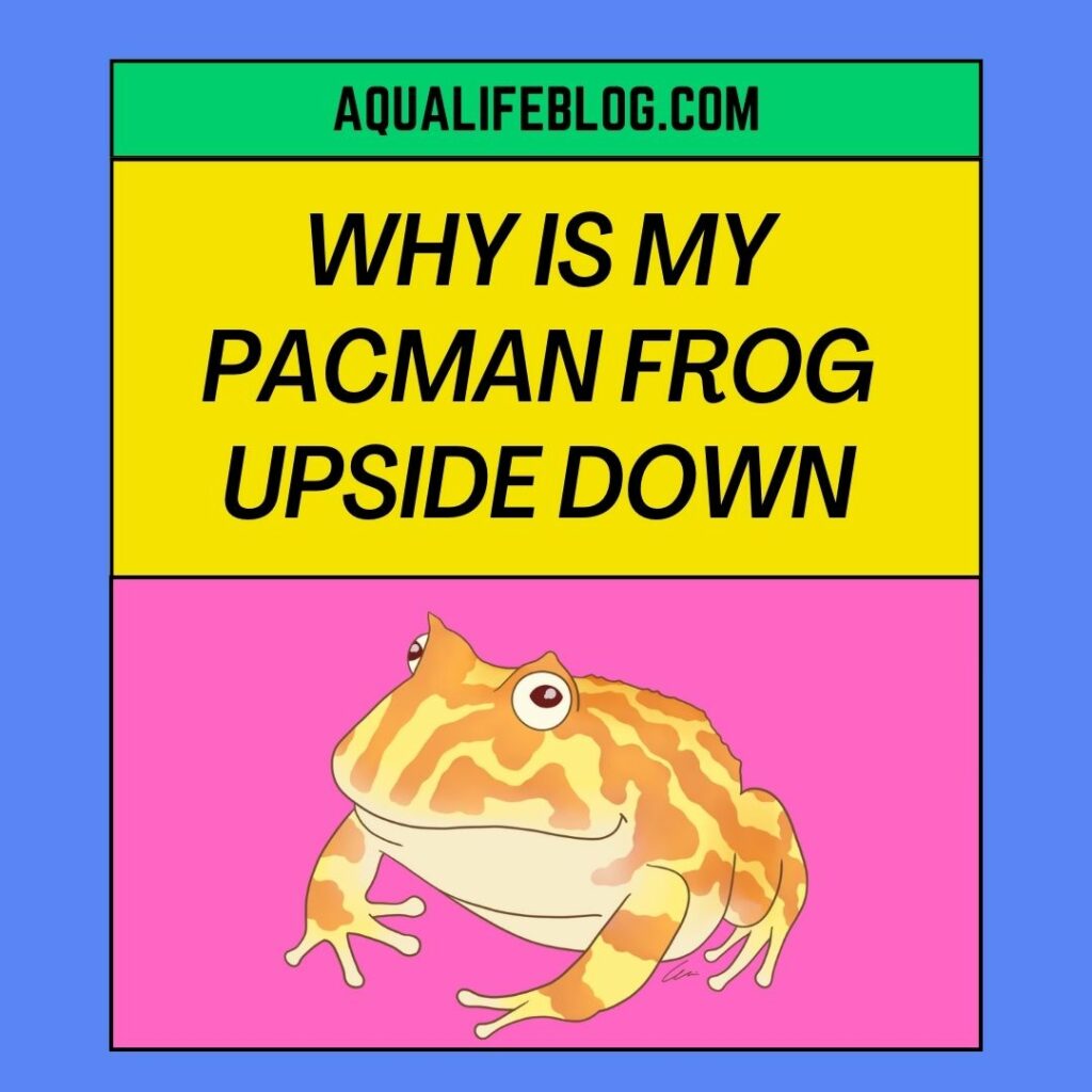 Why Is My Pacman Frog Upside down