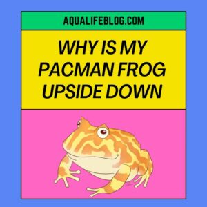 Why Is My Pacman Frog Upside down