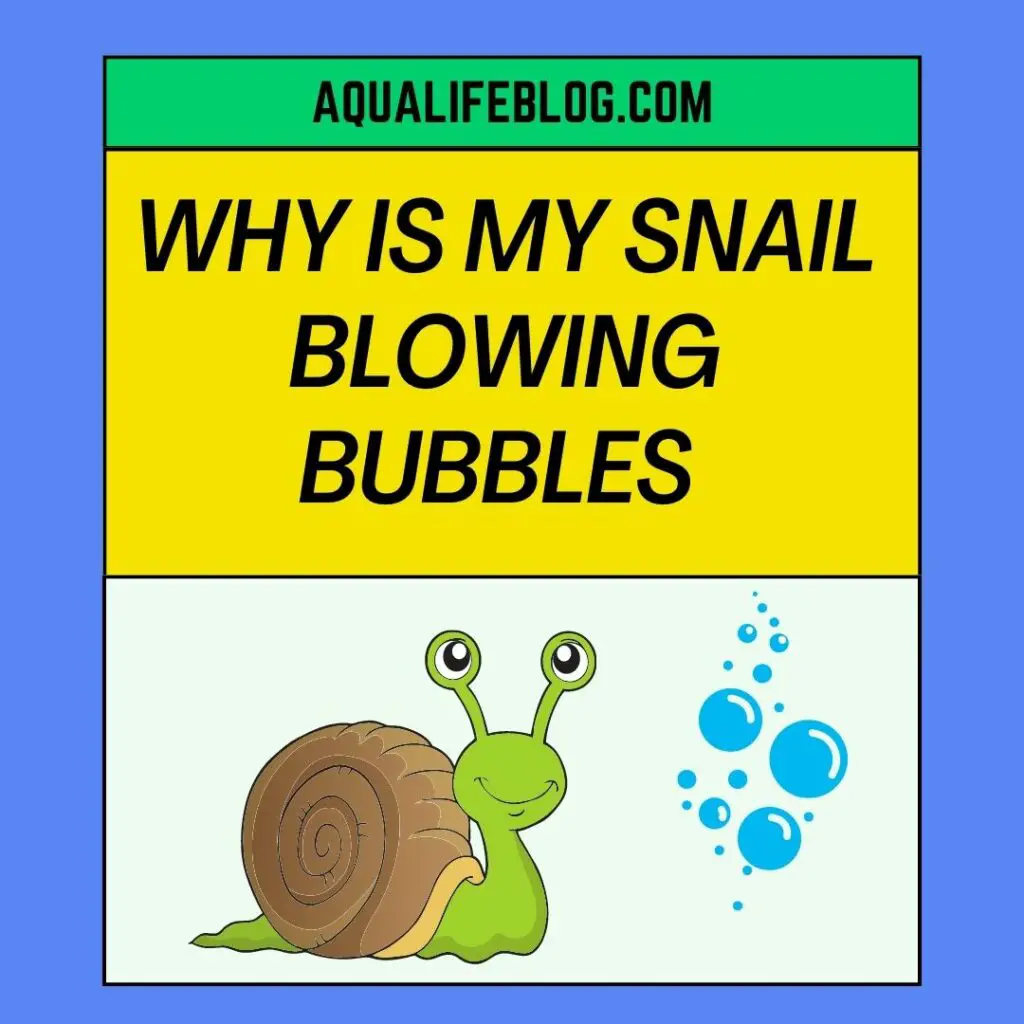 Why Is My Snail Blowing Bubbles