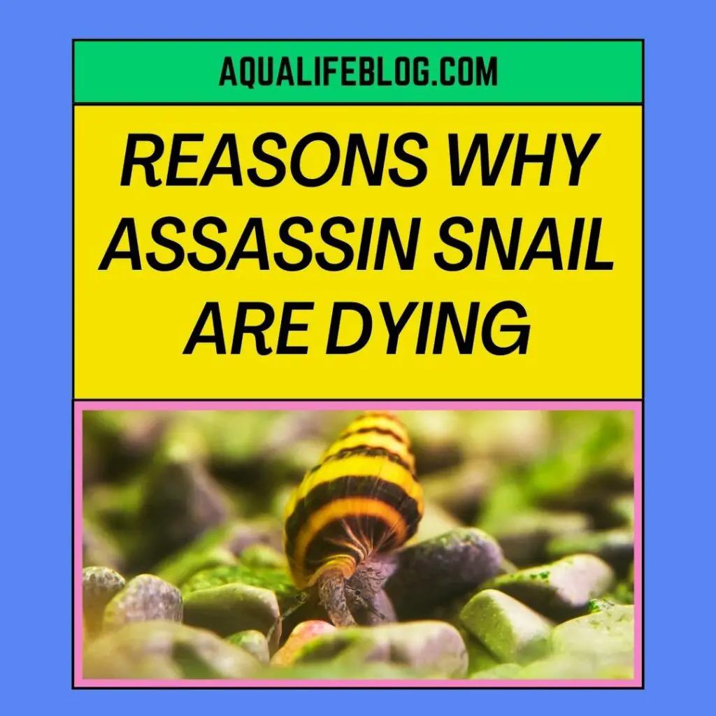 Why Your Assassin Snails Are Dying