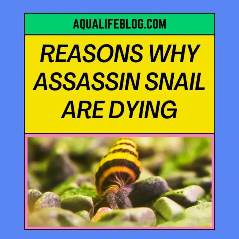 4 Possible Reasons Why Your Assassin Snails Are Dying