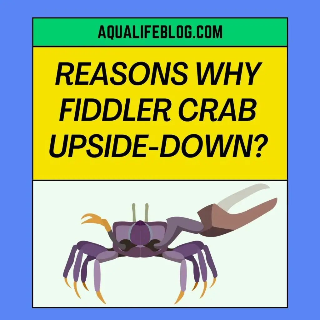 Fiddler Crab Upside-down