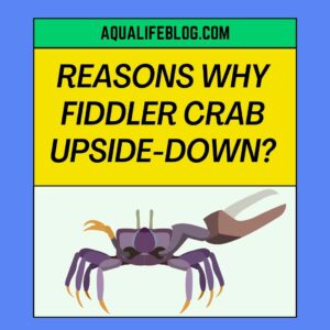 Fiddler Crab Upside-down
