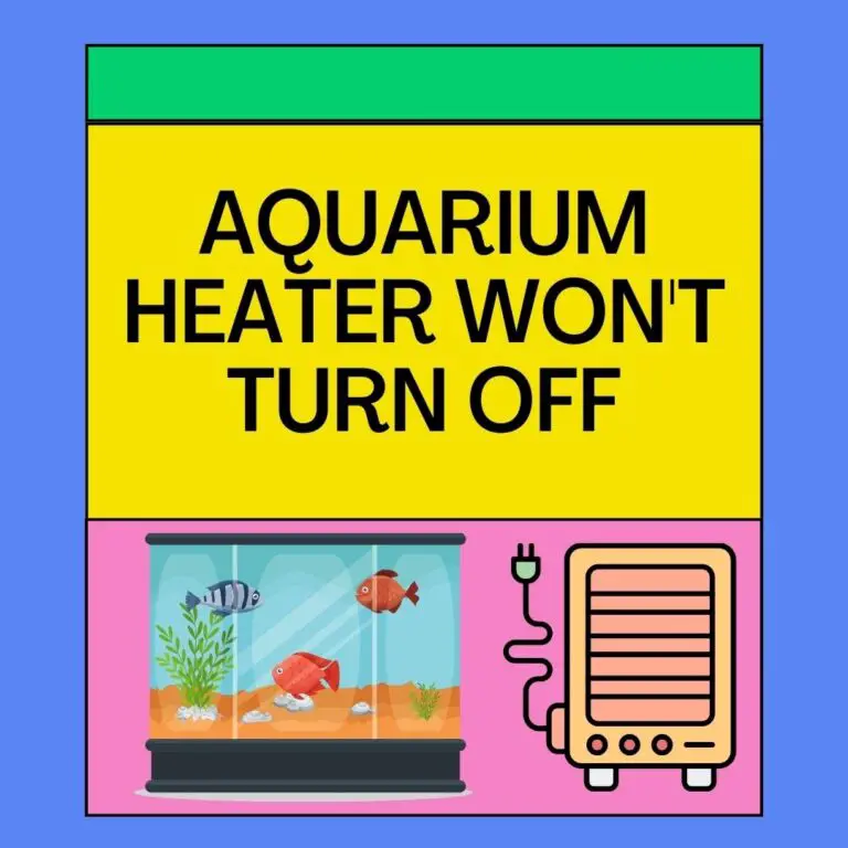 Aquarium Heater Wont Turn Off? [Explained]
