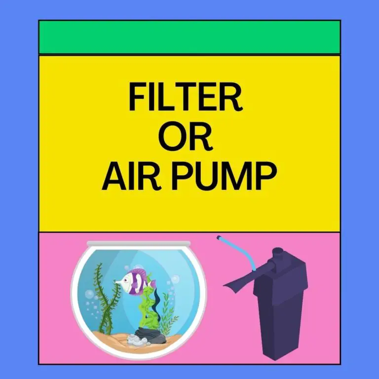 Filter or Air Pump? Here Is The Difference You Need to Know