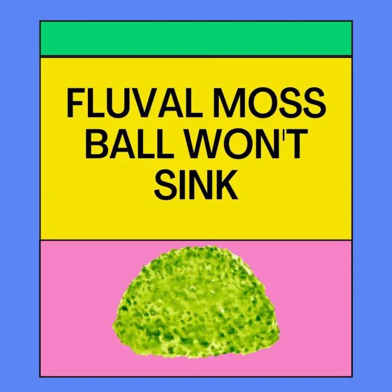 Fluval Moss Ball not Sinking- How Can I Fix it?