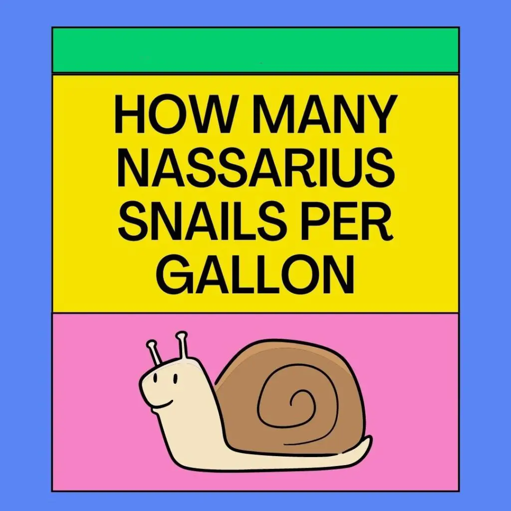 how many nassarius snails per gallon