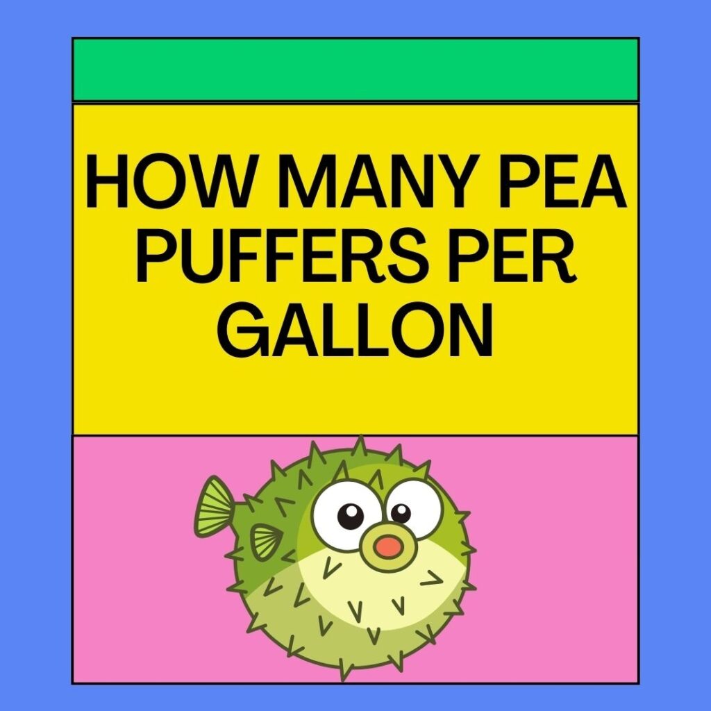 How Many Pea Puffers per Gallon Tank