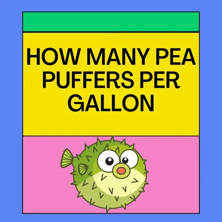How Many Pea Puffers Per Gallon? (The Right Tank Size!)