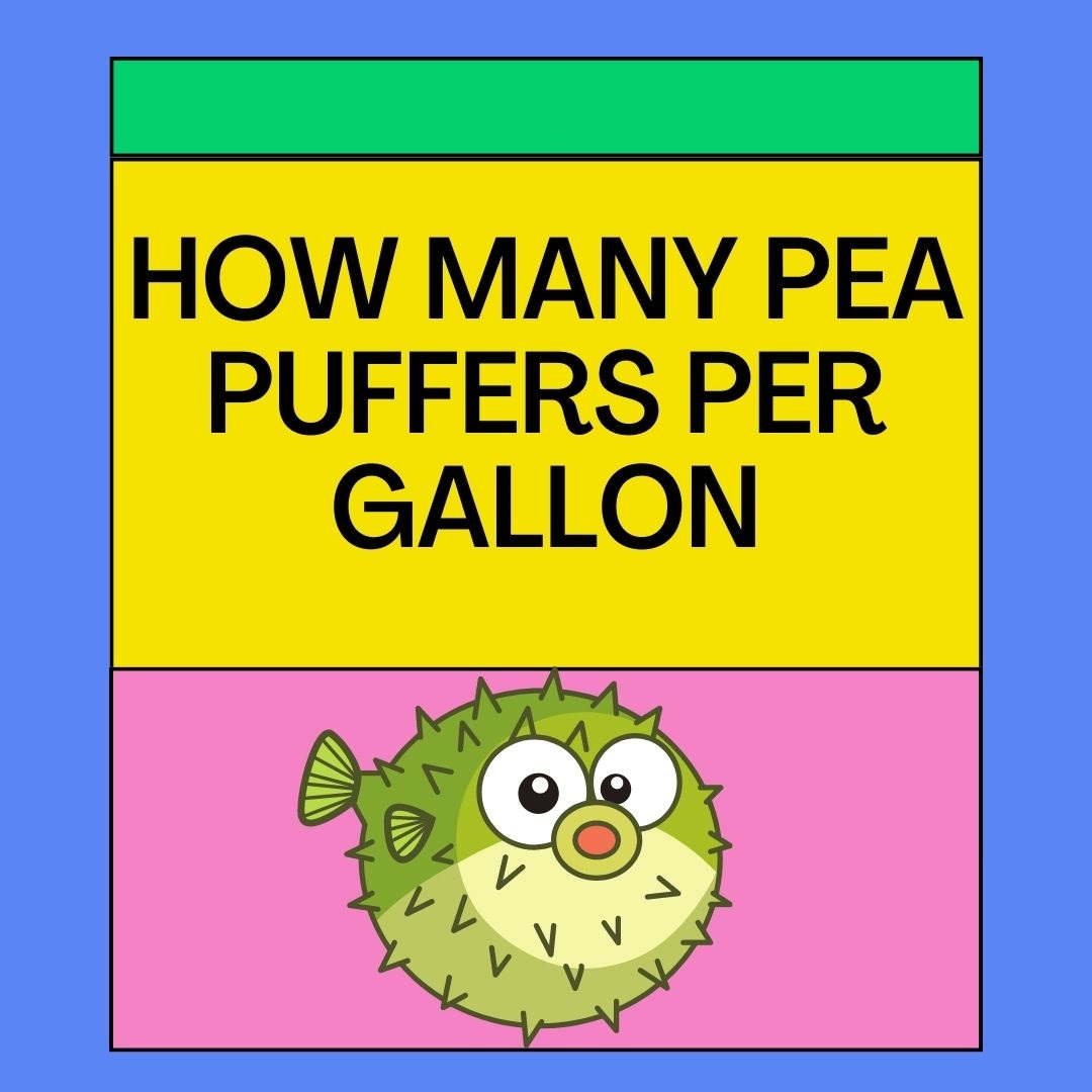 How Many Pea Puffers per Gallon Tank