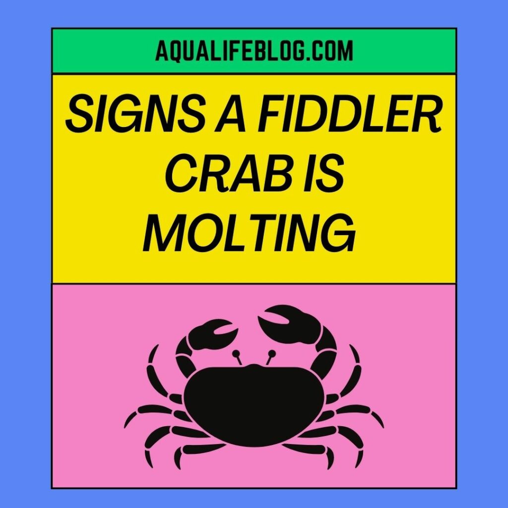 Signs A Fiddler Crab Is Molting