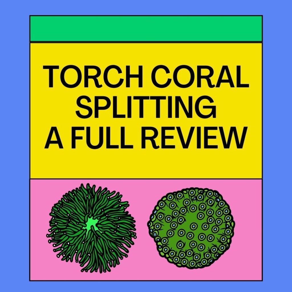 Torch Coral Splitting