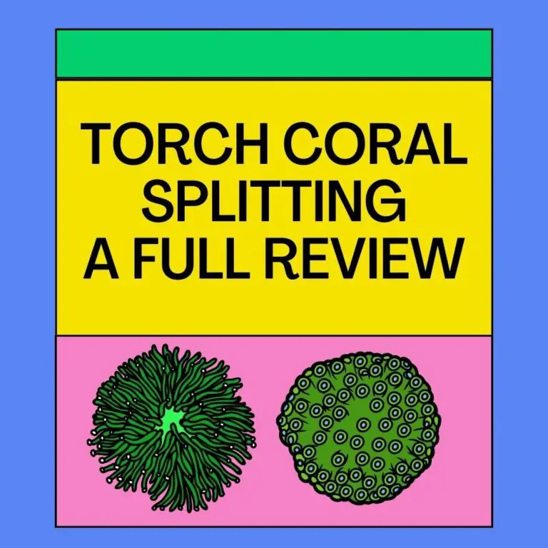 Torch Coral Splitting Reasons, Results, and Much More Aqualife
