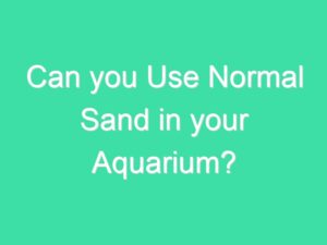 Can you Use Normal Sand in your Aquarium?